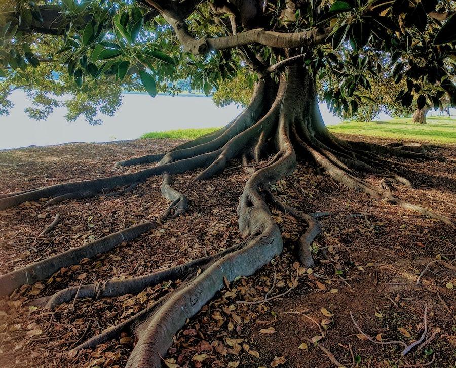 Grüner Baum mit Wurzeln